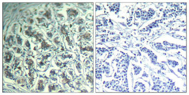 PLCG1 (Ab-771) antibody