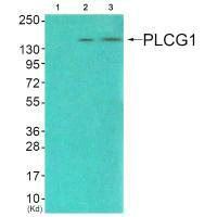 PLCG1 (Ab-771) antibody
