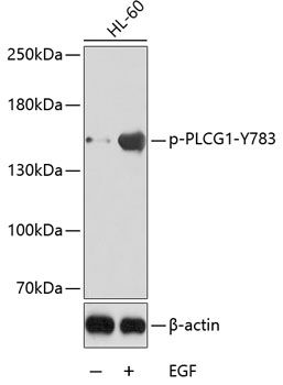 PLCG1 (Phospho-Y783) antibody