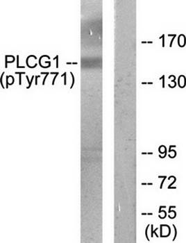 PLCG1 (phospho-Tyr771) antibody
