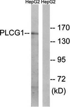 PLCG1 antibody