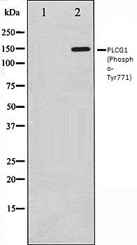 PLCG1 (Phospho-Tyr771) antibody