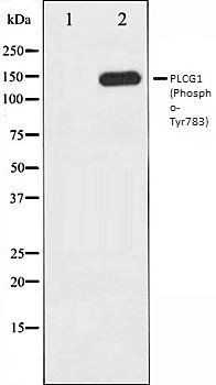 PLCG1 (Phospho-Tyr783) antibody