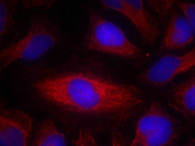 PLCG2 (Ab-1217) Antibody