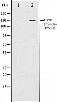 PLCG2 (Phospho-Tyr753) antibody
