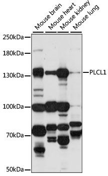 PLCL1 antibody