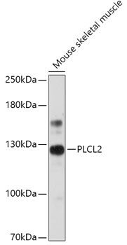 PLCL2 antibody