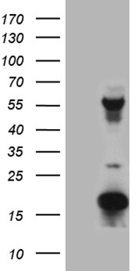 PLCXD1 Antibody