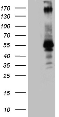 PLCXD1 Antibody