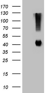 PLCXD1 Antibody