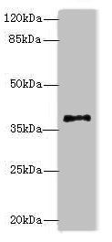 PLCXD1 Antibody