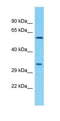 PLCXD3 antibody