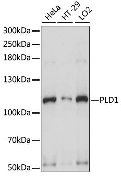 PLD1 antibody