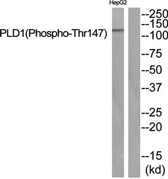 PLD1 (phospho-Thr147) antibody