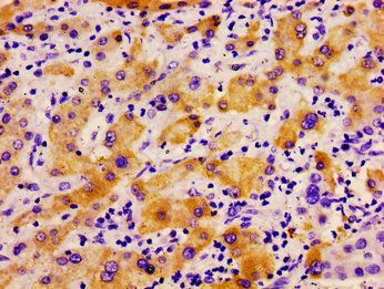 PLD2 Antibody