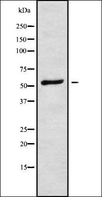 PLD3 antibody