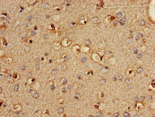 PLD3 Antibody
