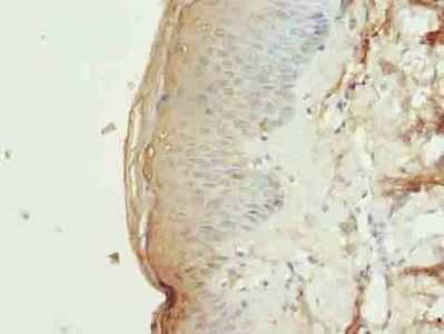 PLD4 Antibody
