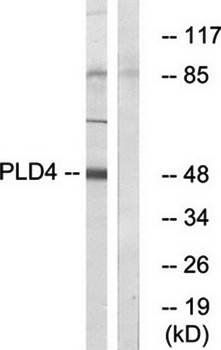 PLD4 Antibody