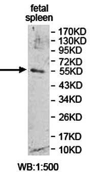 PLD4 Rabbit Polyclonal Antibody