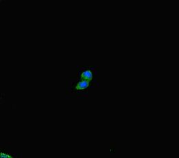 PLD6 antibody