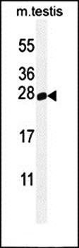 PLD6 antibody