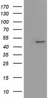 Pleckstrin (PLEK) antibody