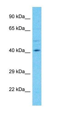 PLEKHA2 antibody