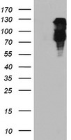 PLEKHA3 antibody