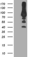 PLEKHA3 Antibody