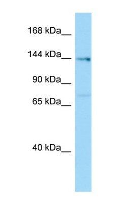 Plekha6 antibody