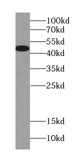 PLEKHB1 antibody