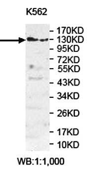 PLEKHG3 antibody