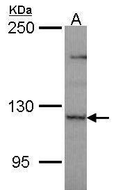 PLEKHG4 antibody