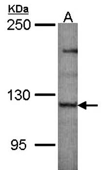 PLEKHG4 antibody