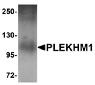 PLEKHM1 Antibody