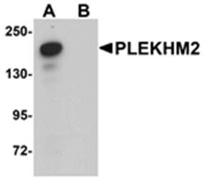 PLEKHM2 Antibody