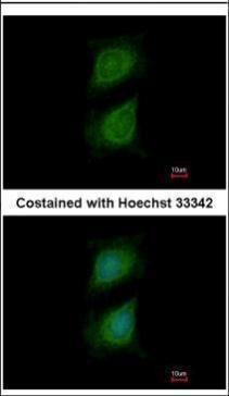 Plexin D1 antibody [C3], C-term