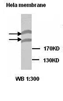 Plexin-B1 Rabbit Polyclonal Antibody