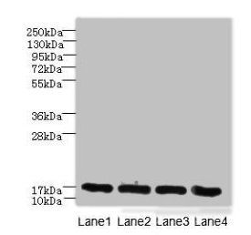 PLGRKT Antibody