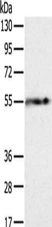 PLIN1 antibody