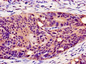 PLIN1 Antibody