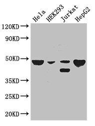 PLIN3 Antibody