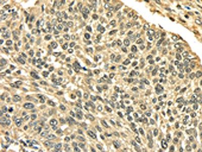 PLIN3 Antibody