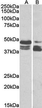 PLIN3 antibody