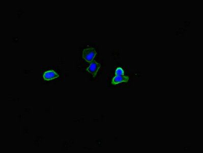 PLIN5 antibody