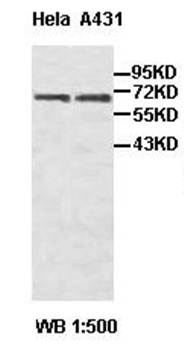 PLK1 antibody