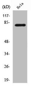 PLK2 Antibody