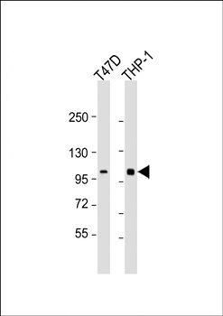 PLK4 antibody