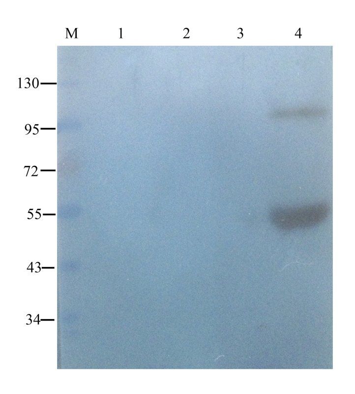 PLK4 antibody